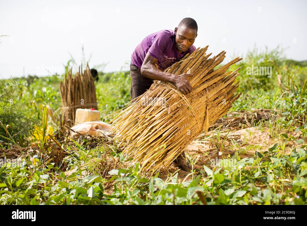 A millet farmer bundles together freshlyharvested stalks of pearl