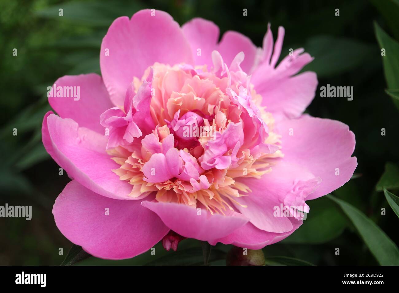 Pink-Beige Peony with delicate petals and green leaves in the garden, peony with pink-beige color petals,pink flower macro,flower head,blooming peony, Stock Photo