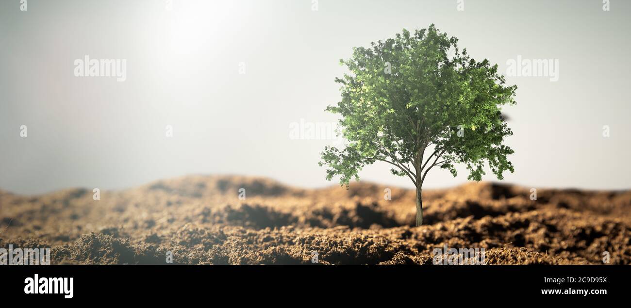 Alone growing tree on desert. Abstract graphic composition Stock Photo
