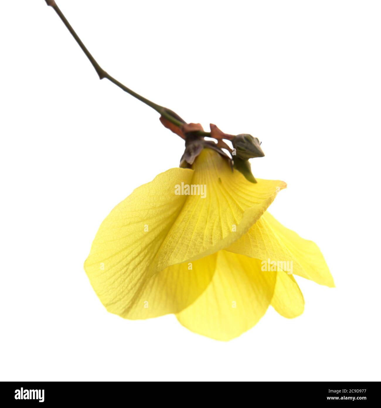 Sea hibiscus, Hibiscus tiliaceus, isolated on white background Stock Photo