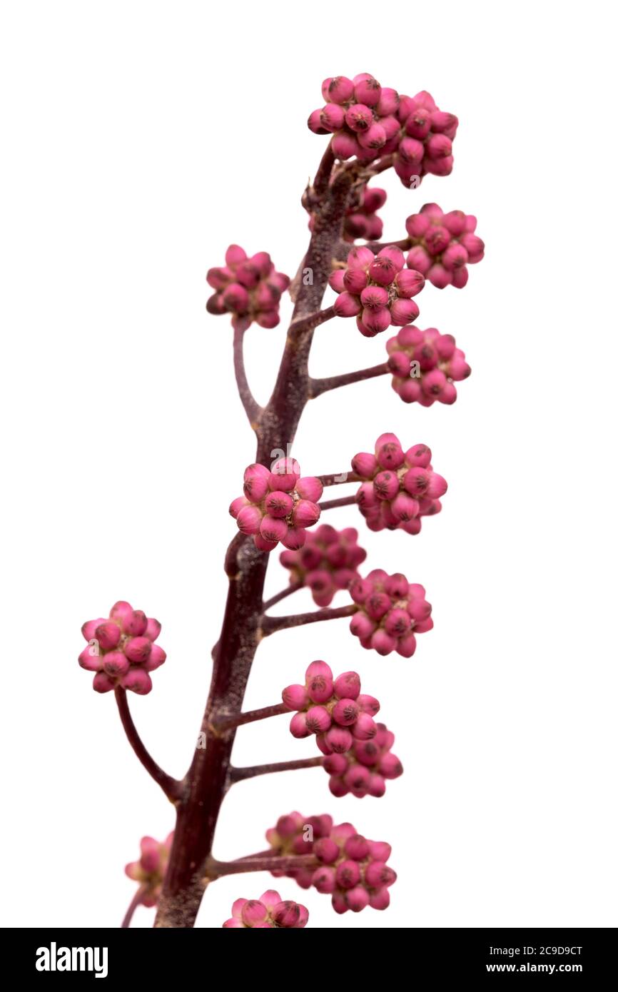 Australia umbrella tree small flower bud clusters, isolated on white background Stock Photo