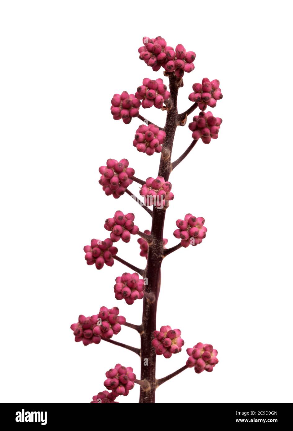 Australia umbrella tree small flower bud clusters, isolated on white background Stock Photo