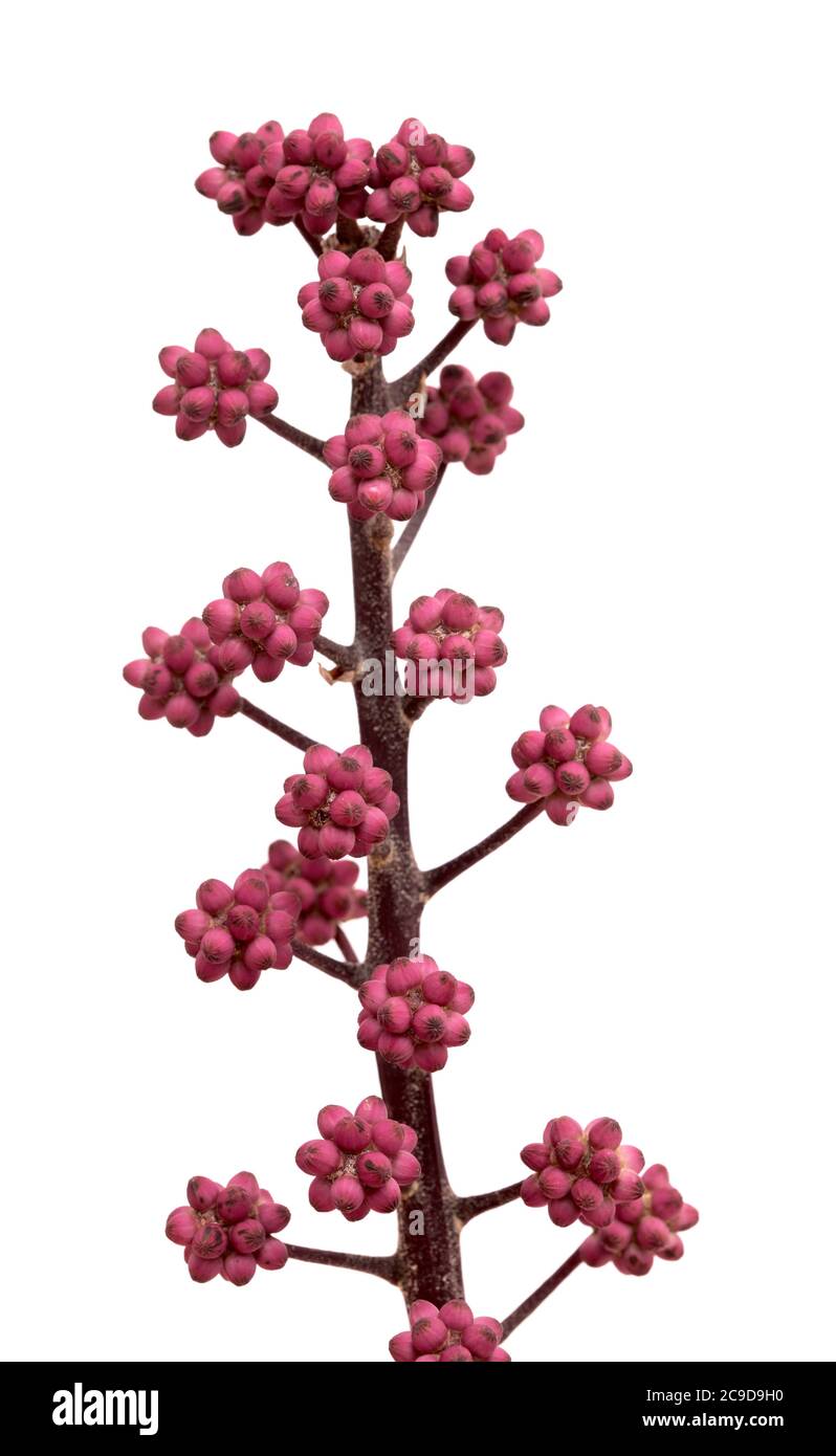 Australia umbrella tree small flower bud clusters, isolated on white