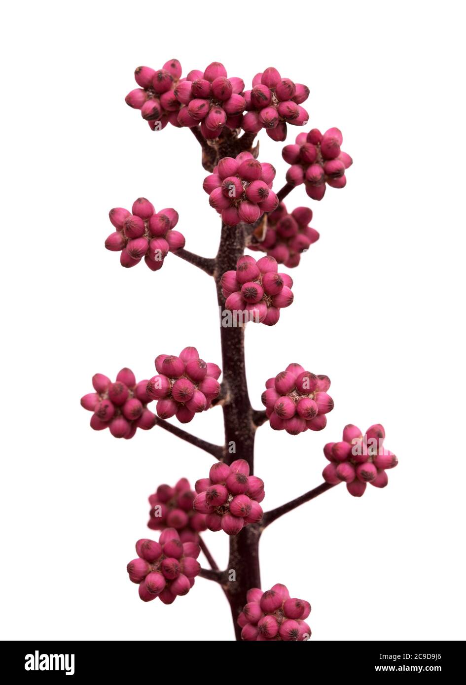 Australia umbrella tree small flower bud clusters, isolated on white