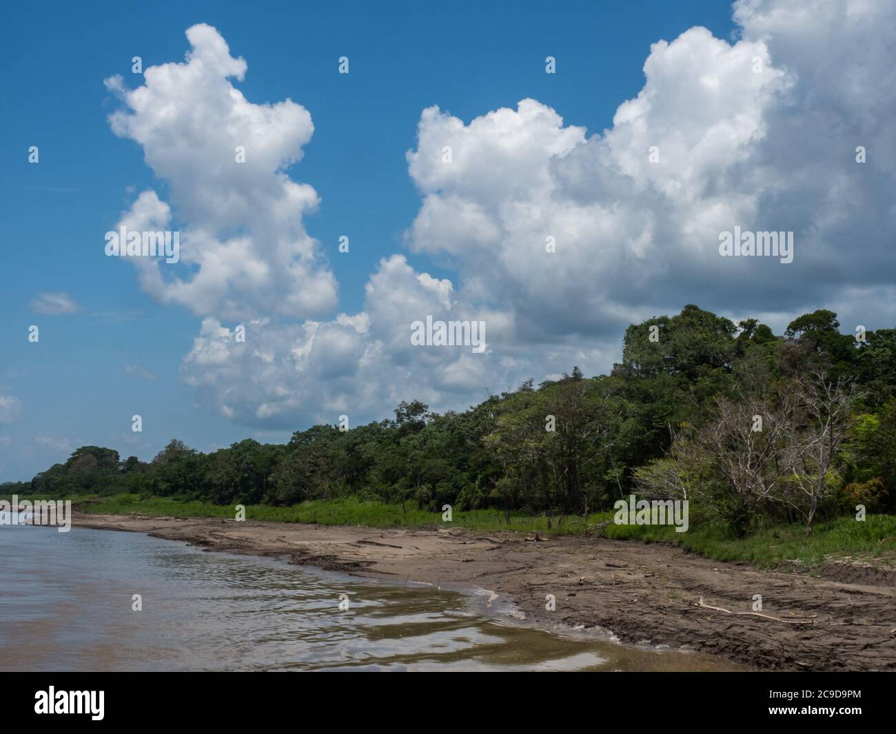 Loamy bank of the Amazon river in the low water season, dry season