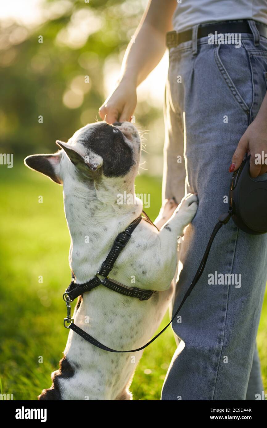Side view of unrecognizable woman training french bulldog on leash. Close up of pet smelling treats from hand of female dog owner, standing on hind feet in park, summer day. Animal training concept. Stock Photo