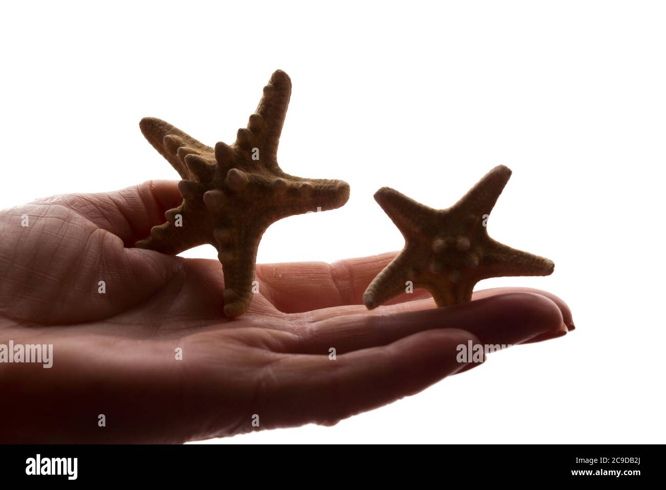 Female hands with a rare starfish figure - dark isolated silhouette, concept of protecting animals from extinction Stock Photo