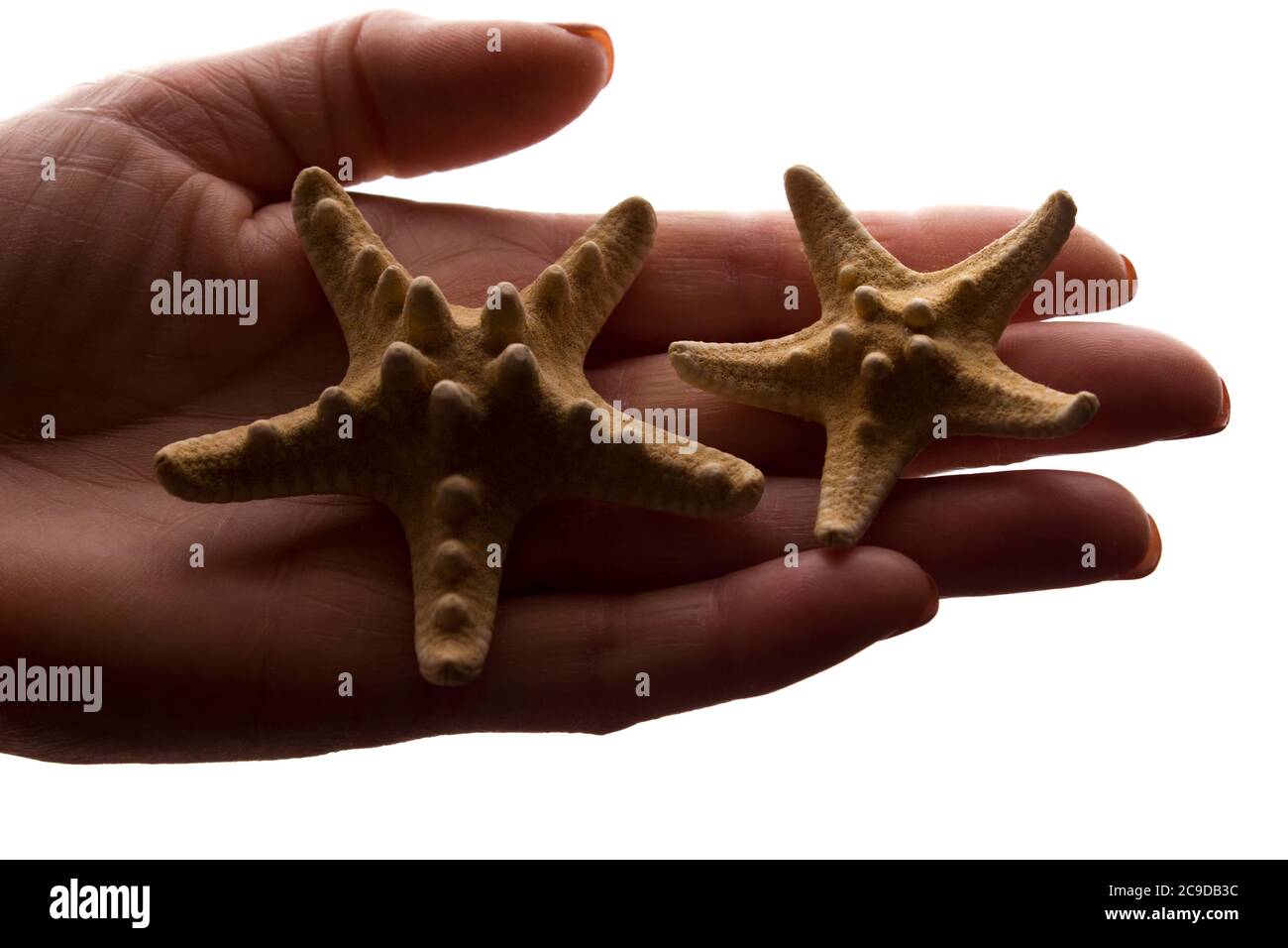 Female hands with a rare starfish figure - dark isolated silhouette, concept of protecting animals from extinction Stock Photo