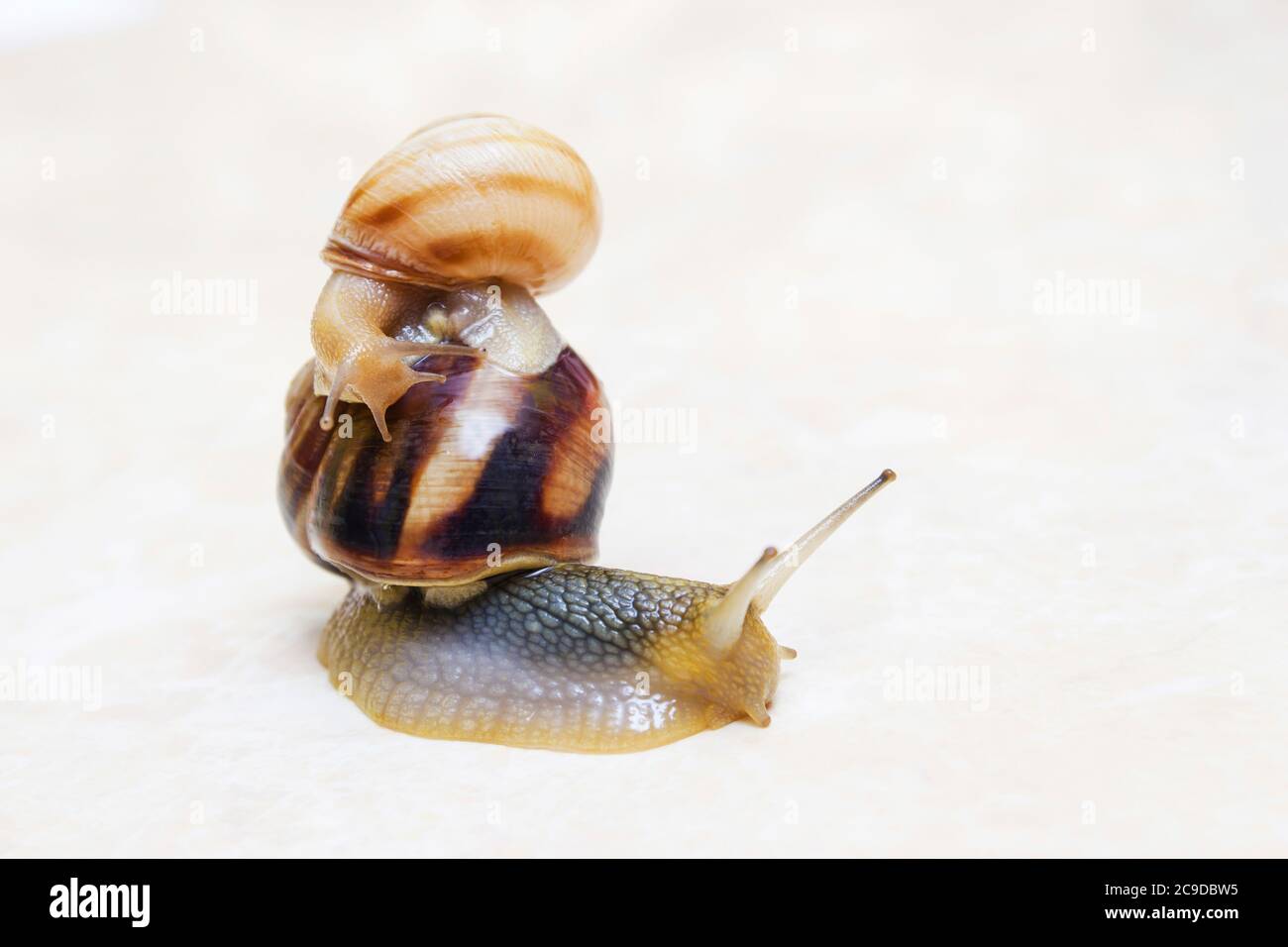 Two snail grape closeup studio shot, biology, wild life, male and