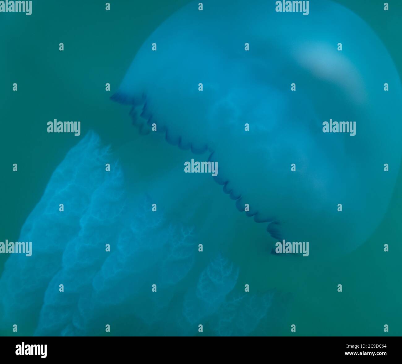 jellyfish in the blue sea. sea water wildlife Stock Photo - Alamy