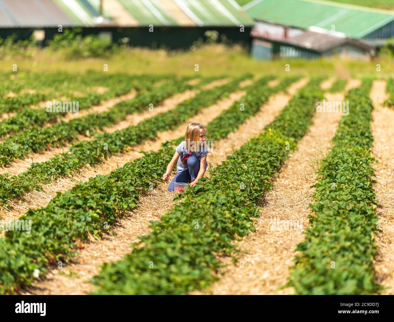 Little girl picking fresh farm strawberries in field in Sevenoaks, Kent