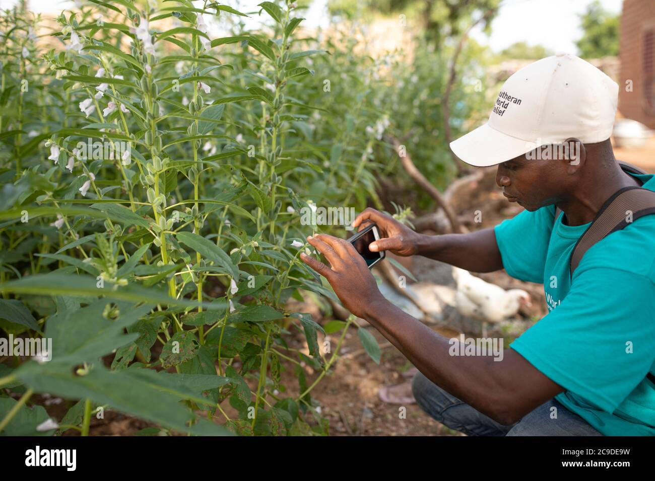 A farmer uses the TaroWorks application on his mobile phone to access training modules on sesame farming on his farm in Mouhoun Province, Boucle de Mouhoun Region, Burkina Faso, West Africa. Stock Photo