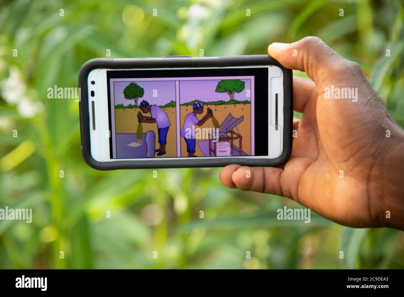 A farmer uses the TaroWorks application on his mobile phone to access training modules on sesame farming on his farm in Mouhoun Province, Boucle de Mouhoun Region, Burkina Faso, West Africa. Stock Photo