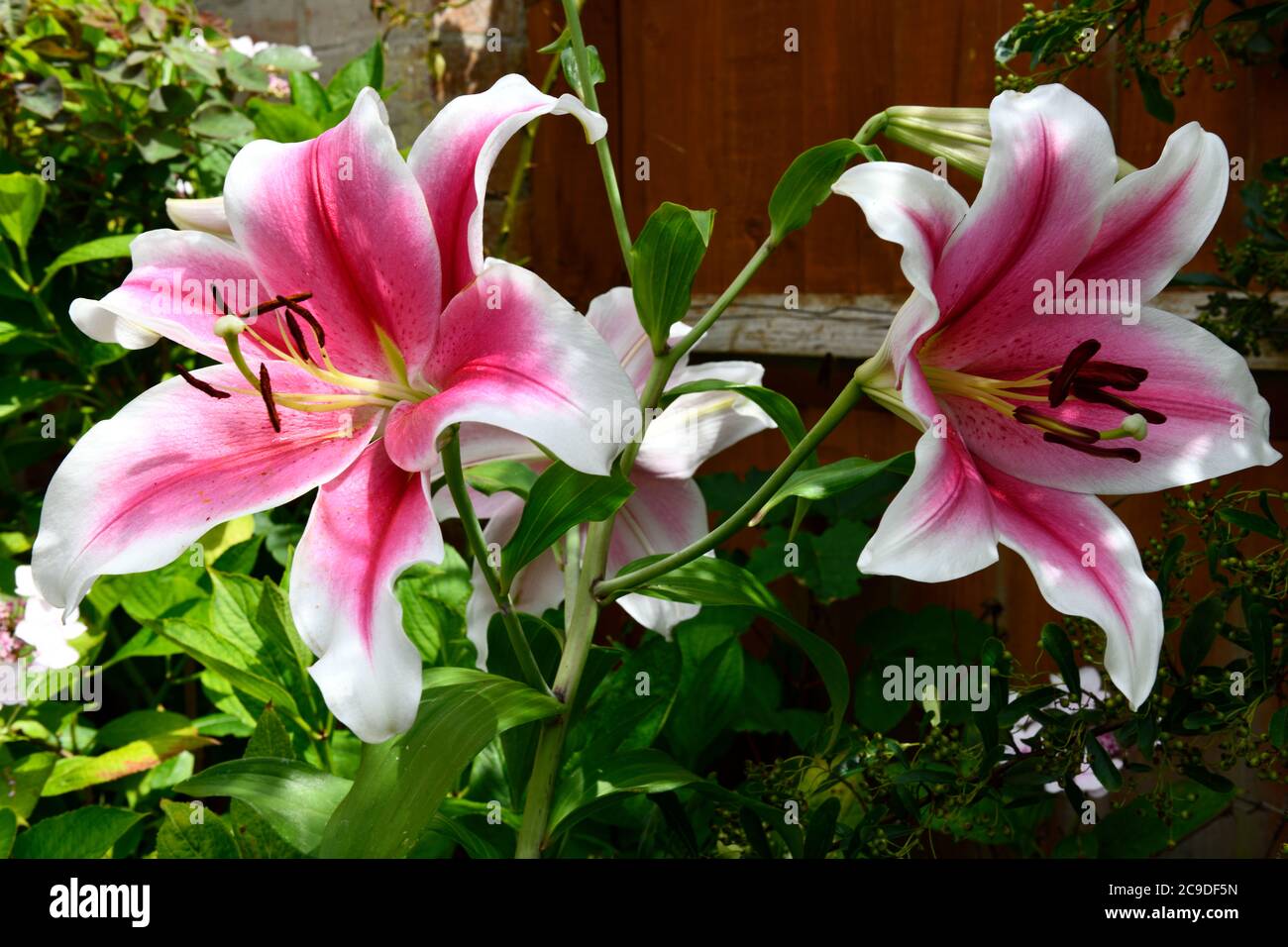 Lily hi res hi-res stock photography and images - Alamy