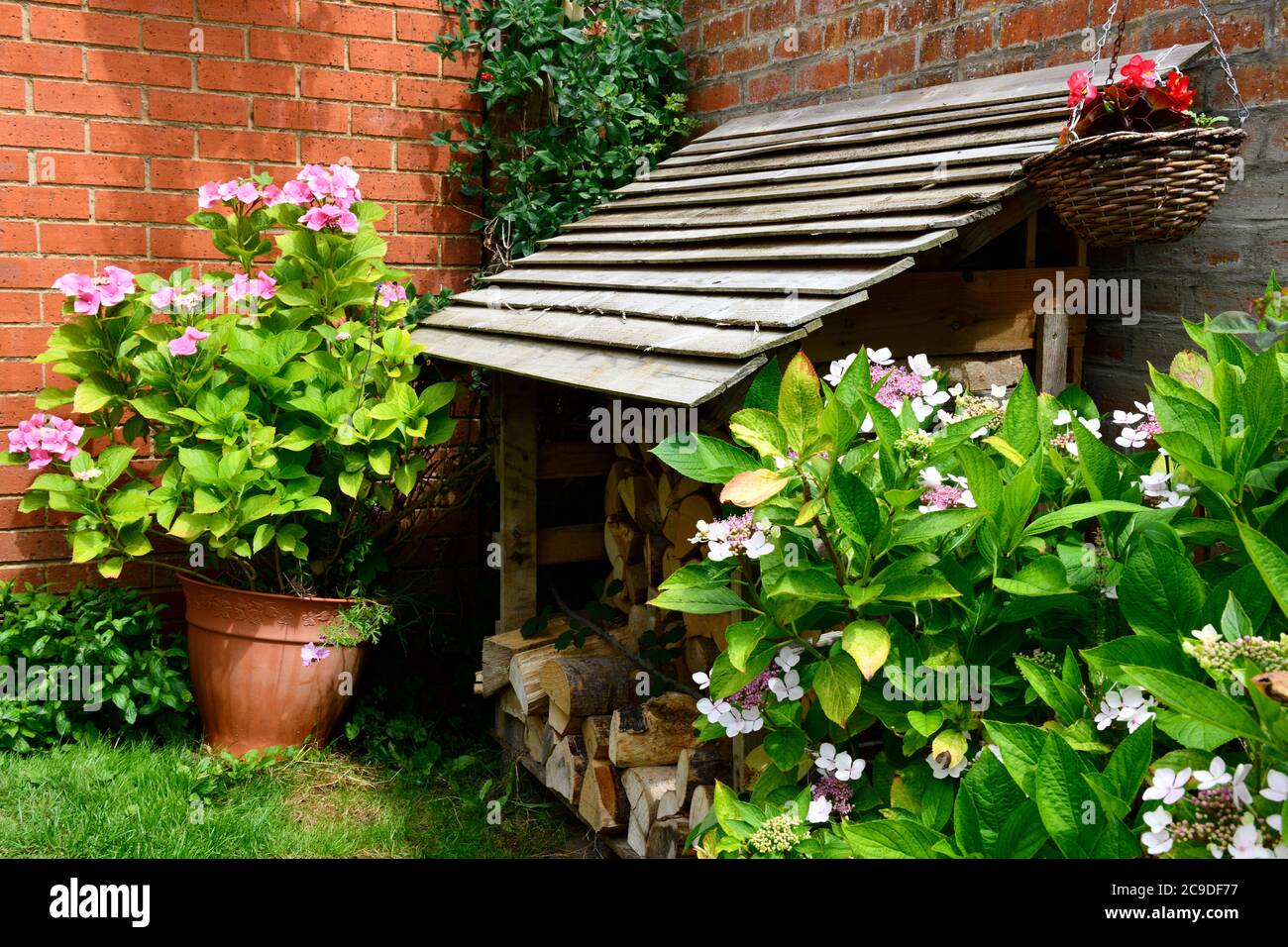 Wood Bunker in back garden with Hydrangea Flowers ( Hydrangea) and Honeysuckle Plant Stock Photo