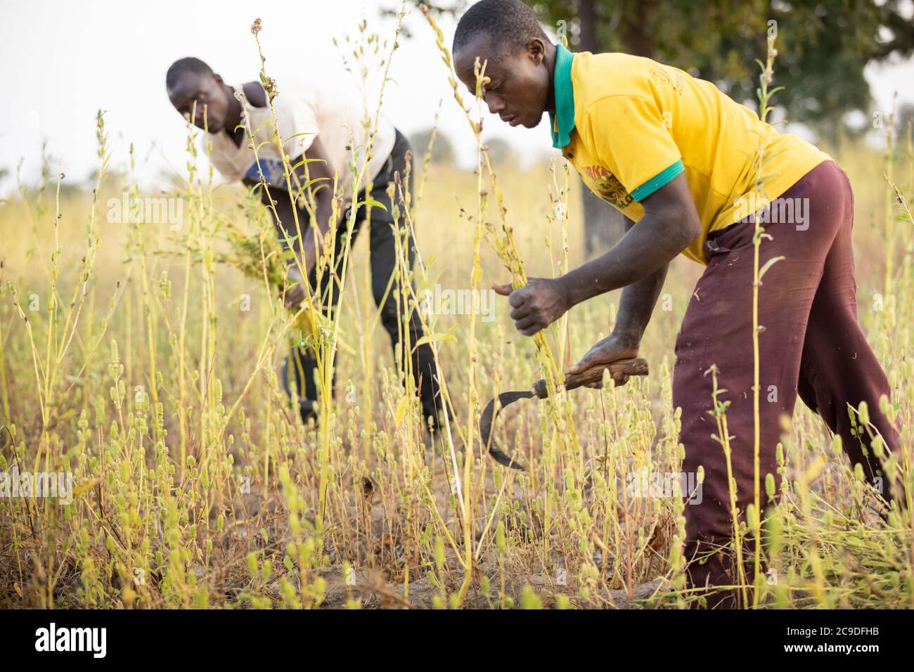 Sesame farmers harvesting stalks of sesame pods in Mouhoun Province