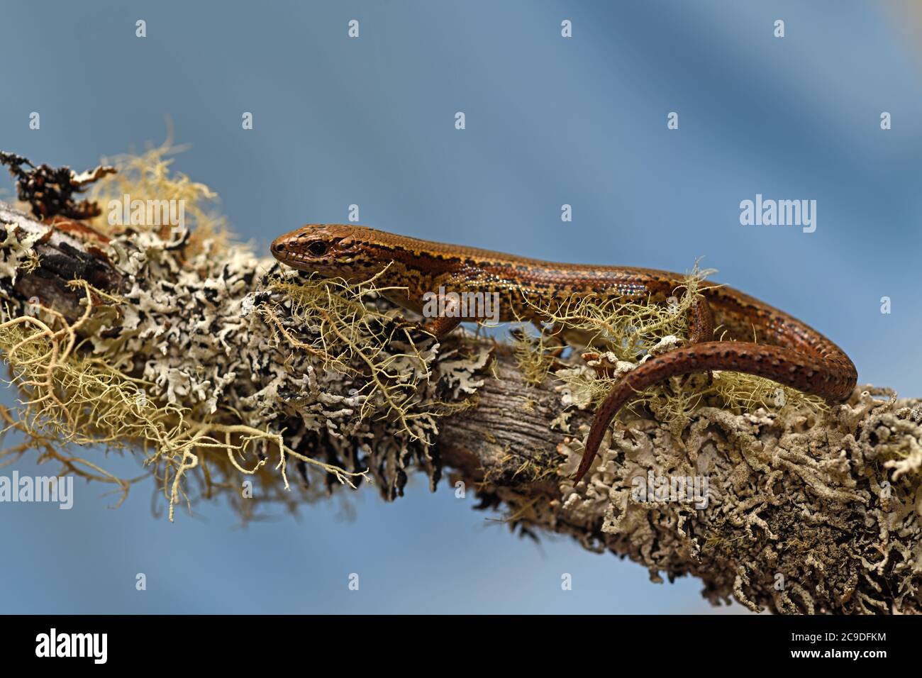 The common skink (Oligosoma polychroma) a species of skink native to New Zealand. Stock Photo