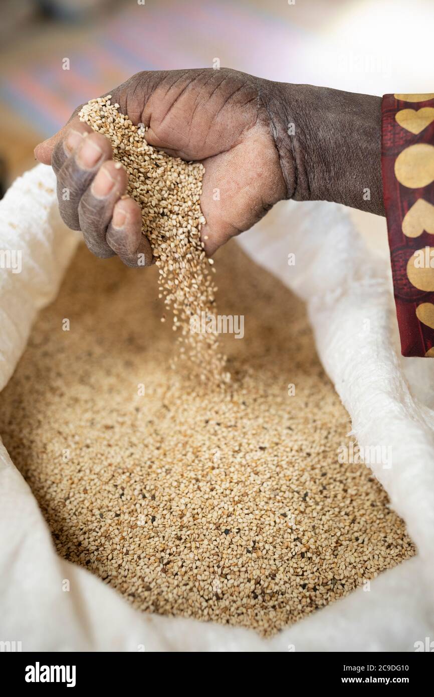 Faso Deme sesame cooperative member Mamadou Koita measures a handful of freshly-harvested sesame grain at a warehouse constructed by Lutheran World Relief in Mouhoun Province, Burkina Faso. Thanks to a successful harvest and sale of his sesame, Mr. Koita has been able to invest in a transportation business to haul his harvest and rent out to other villagers. Sesame Marketing and Exports project - Burkina Faso, West Africa. December 6, 2018. Photo by Jake Lyell for Lutheran World Relief. Stock Photo