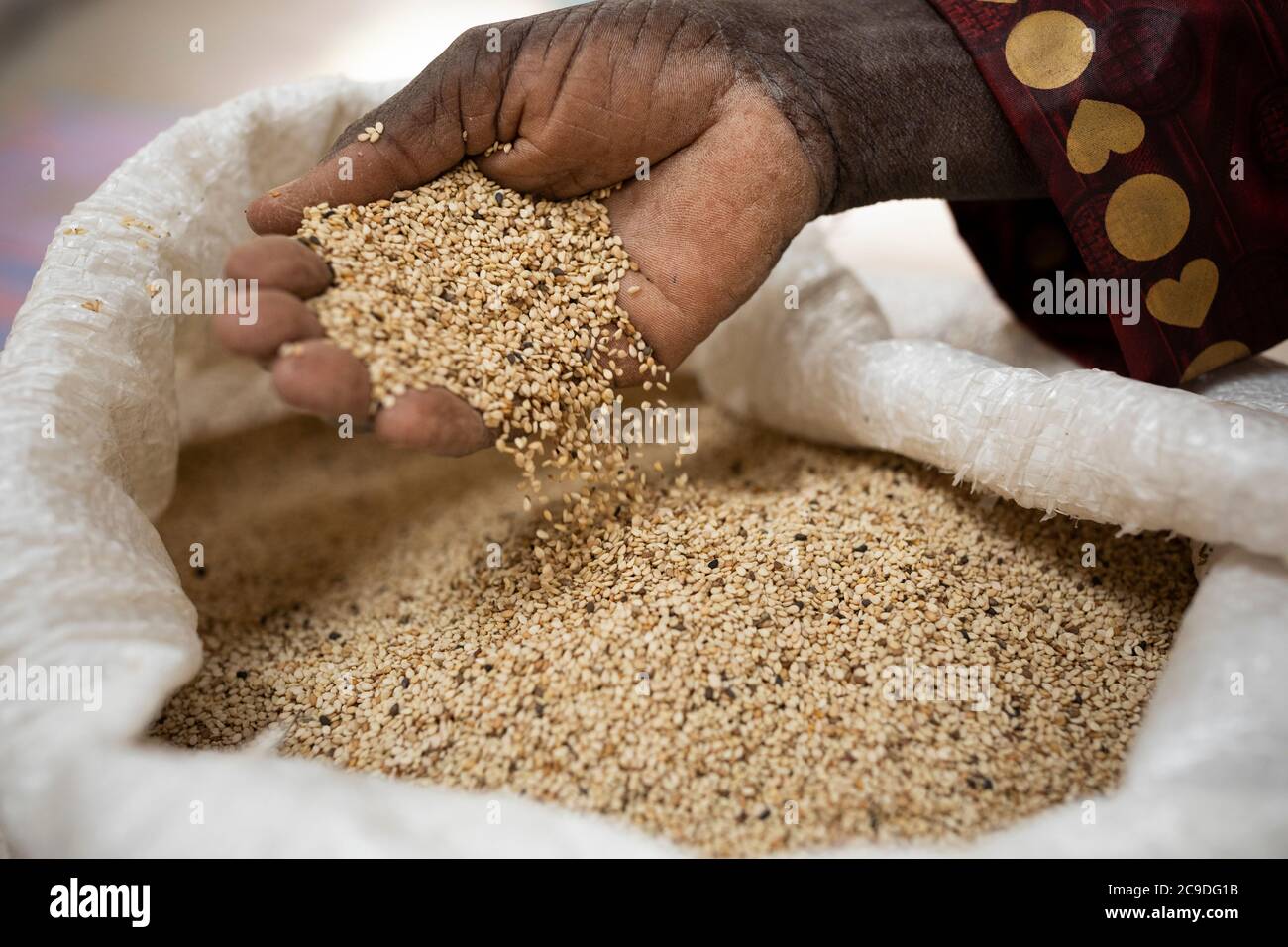 Faso Deme sesame cooperative member Mamadou Koita measures a handful of freshly-harvested sesame grain at a warehouse constructed by Lutheran World Relief in Mouhoun Province, Burkina Faso. Thanks to a successful harvest and sale of his sesame, Mr. Koita has been able to invest in a transportation business to haul his harvest and rent out to other villagers. Sesame Marketing and Exports project - Burkina Faso, West Africa. December 6, 2018. Photo by Jake Lyell for Lutheran World Relief. Stock Photo