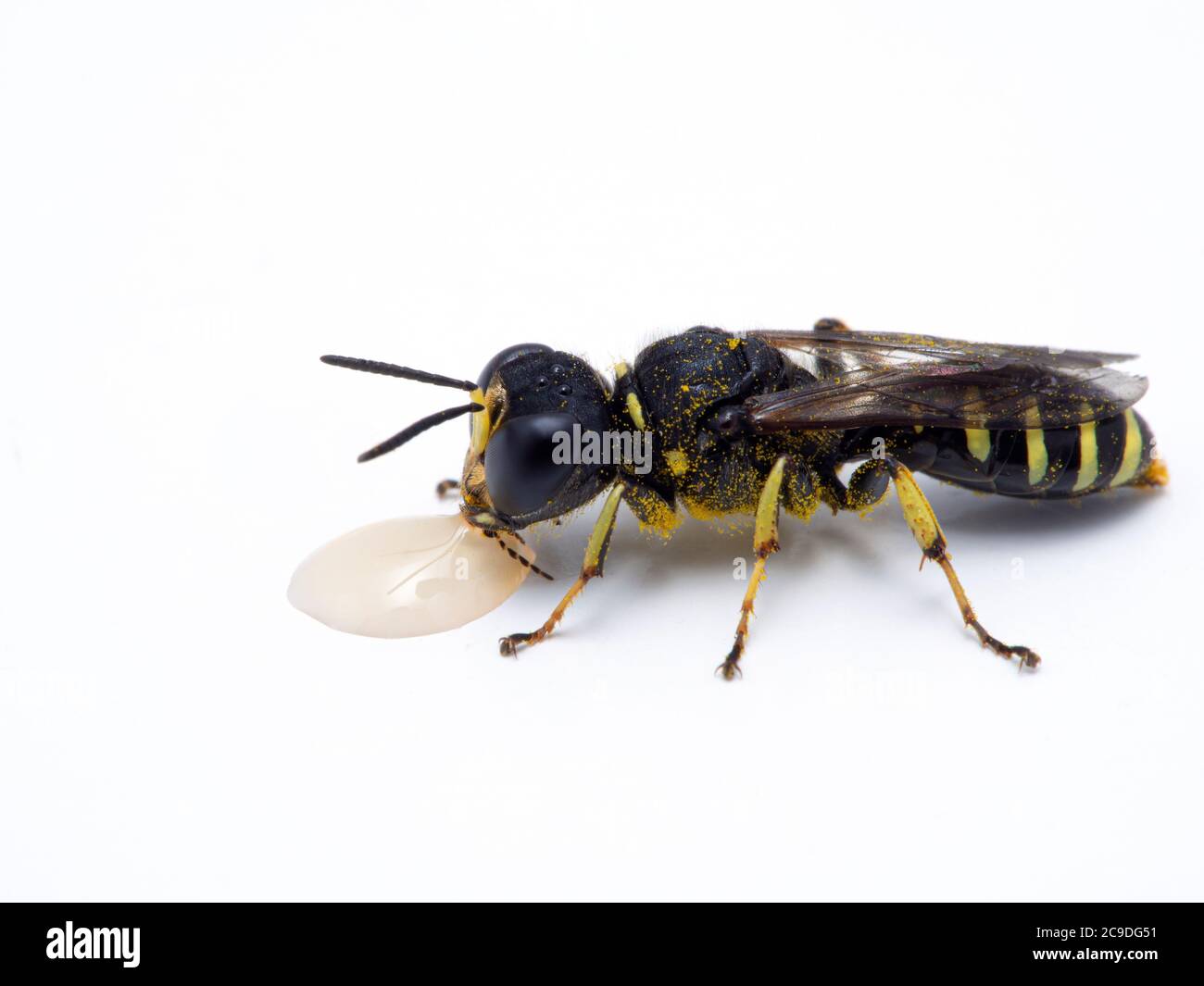 very cute tiny squarehead wasp, Ectemnius species, dusted with pollen, drinking from a drop of honey. Isolated. From Boundary Bay salt marsh, Delta, B Stock Photo