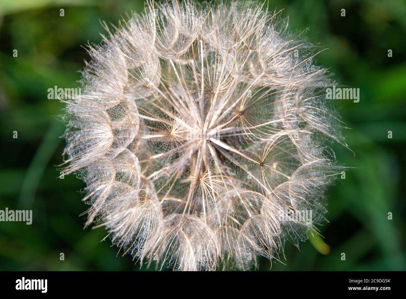 Goat's-beard (Tragopogon pratensis) flower seed head Stock Photo - Alamy