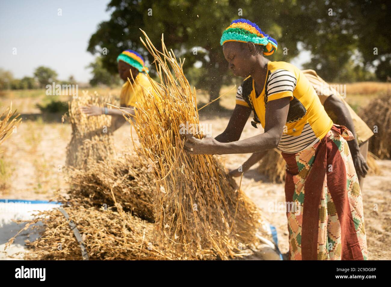 Black sesame farm hi-res stock photography and images - Alamy