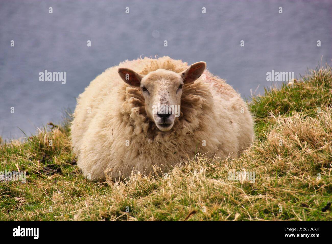 a thick sheep on the meadow Stock Photo