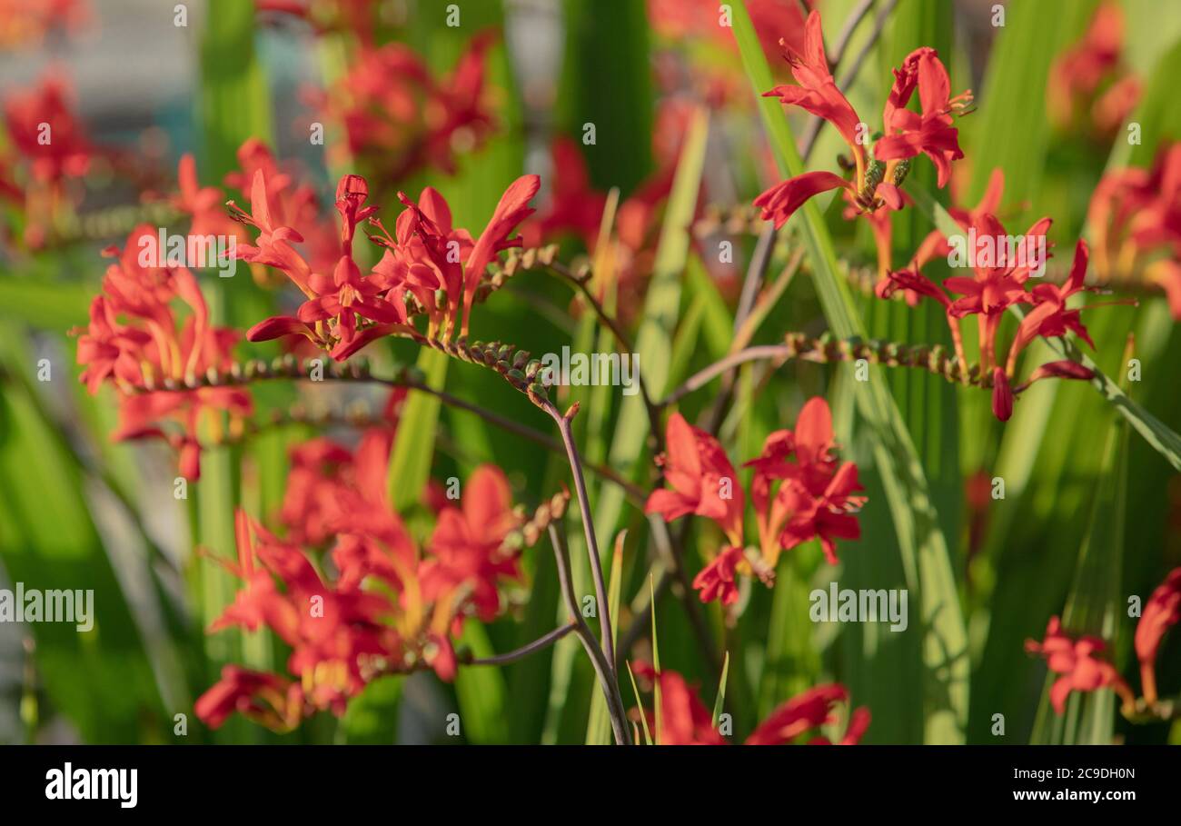 Fiery red flowers against a background of sword like green leaves of Crocosmia Lucifer seen in the garden in summer. Stock Photo