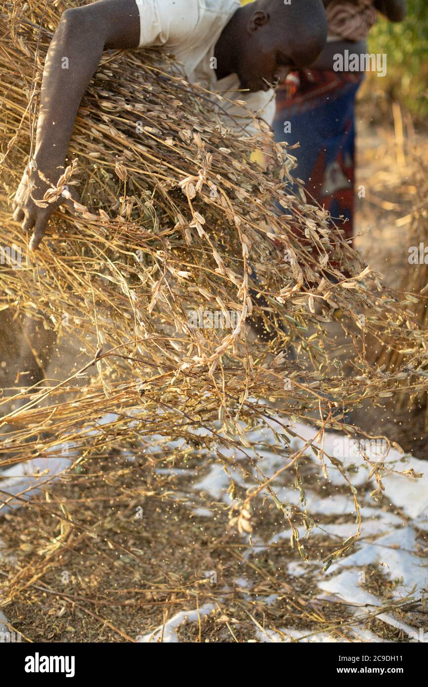 African subsistence farmers extract sesame grain from stalks and capsules by shaking the dried bundles over a tarpaulin sheet in a sesame field in rural Mouhoun Province, Burkina Faso, West Africa. Stock Photo