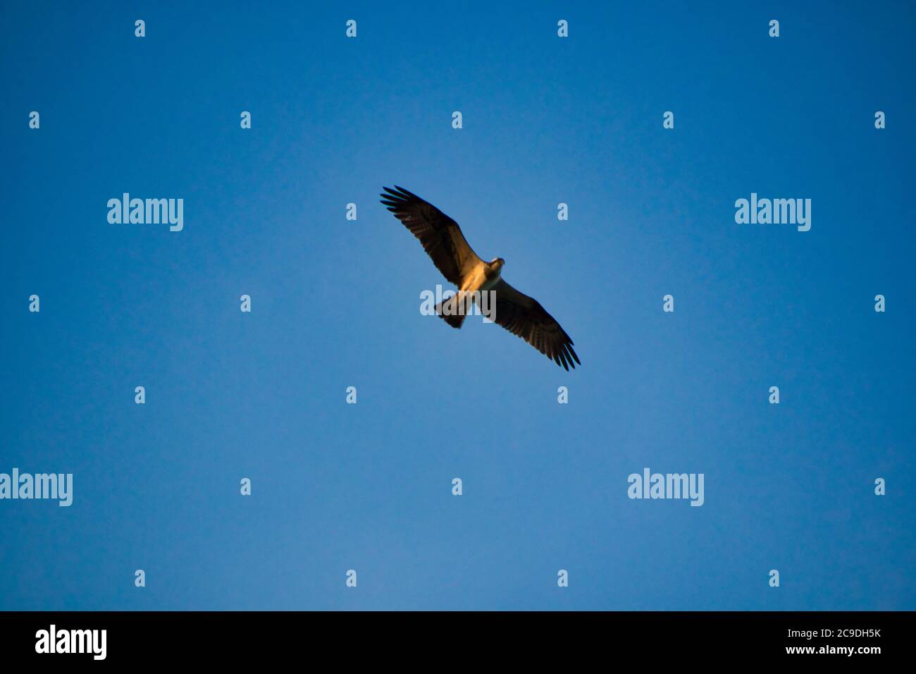 White tailed sea eagle landing hi-res stock photography and images - Alamy
