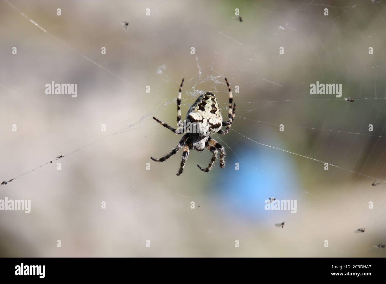 spider catches flies with her net Stock Photo