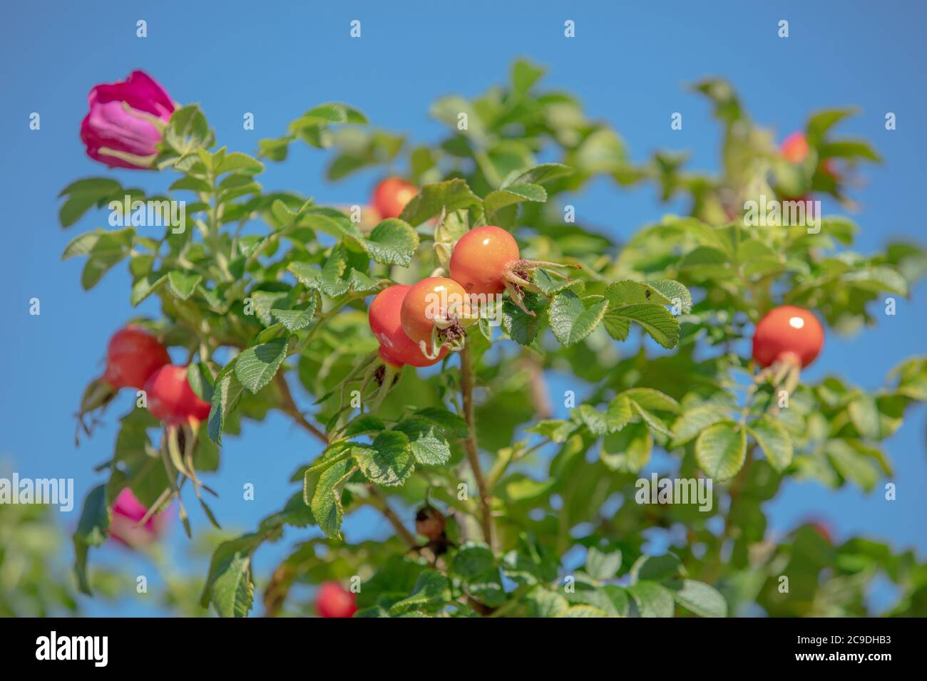 Orange red rose hips and leaves of Rosa rugosa rubra seen against a background of the blue sky in summer. Stock Photo