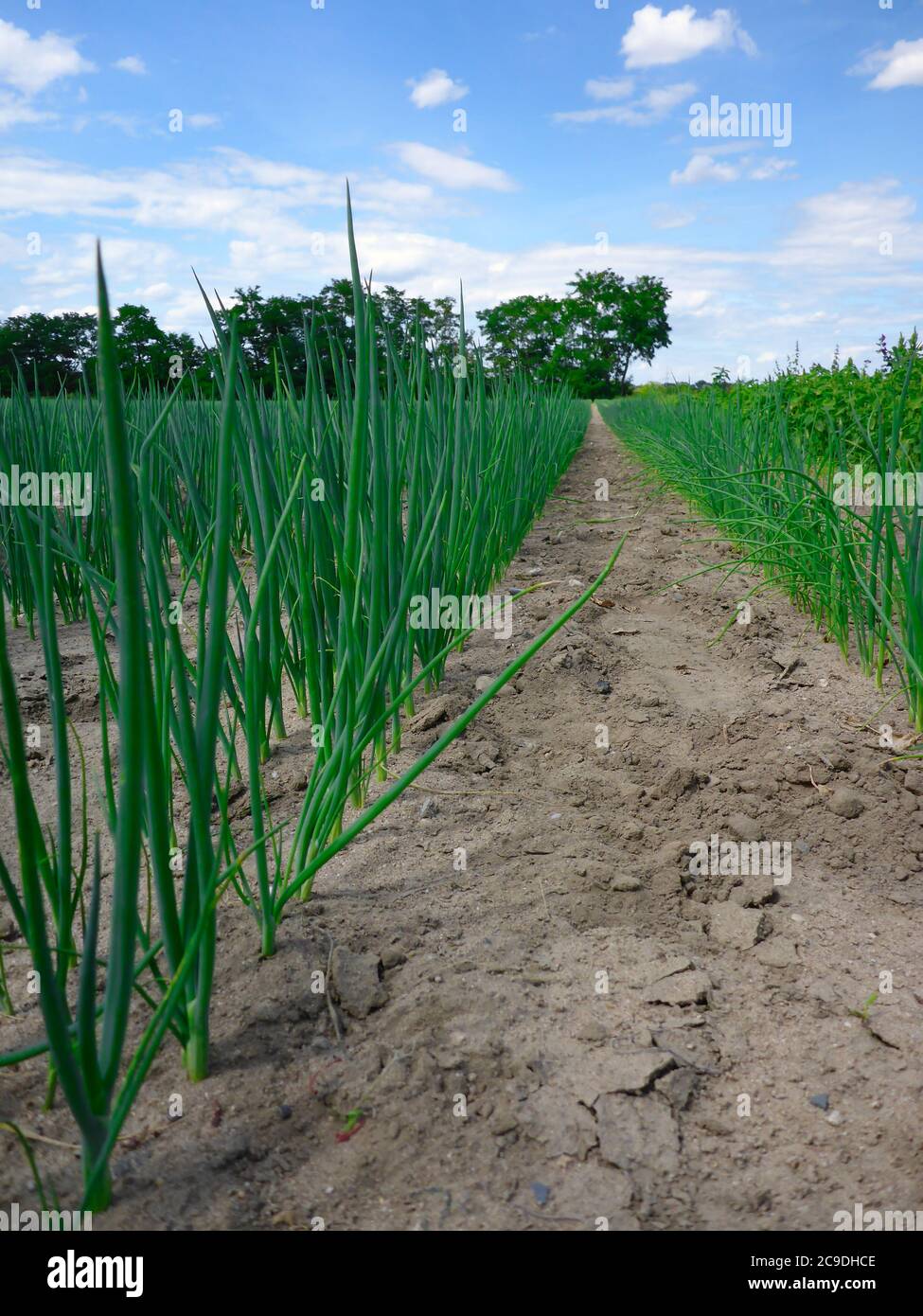 Huge onions hi-res stock photography and images - Alamy