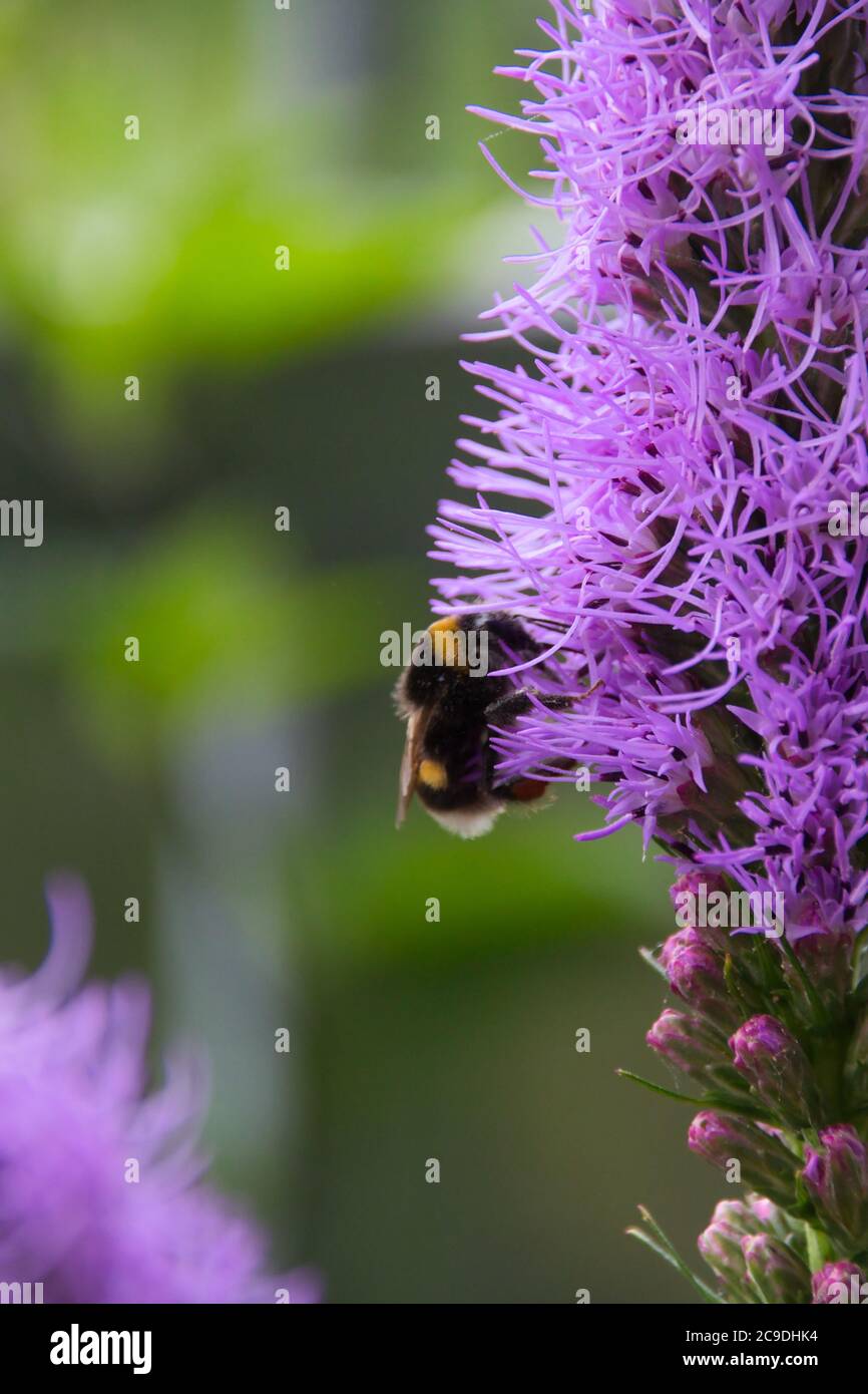 a bumblebee collect pollen on a purple flower liatris in the summertime Stock Photo