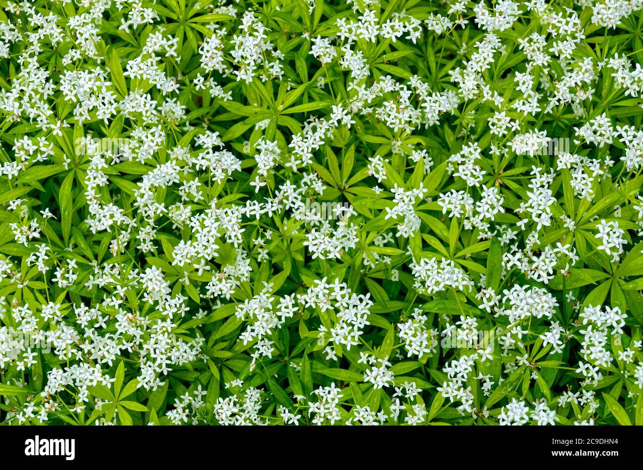 white flourishing plants of the variety master of the woods Stock Photo