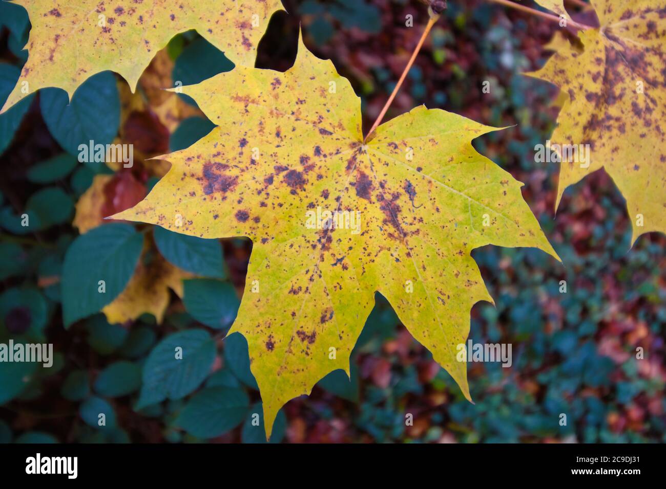 Orange maple tree in full sun hi-res stock photography and images - Alamy