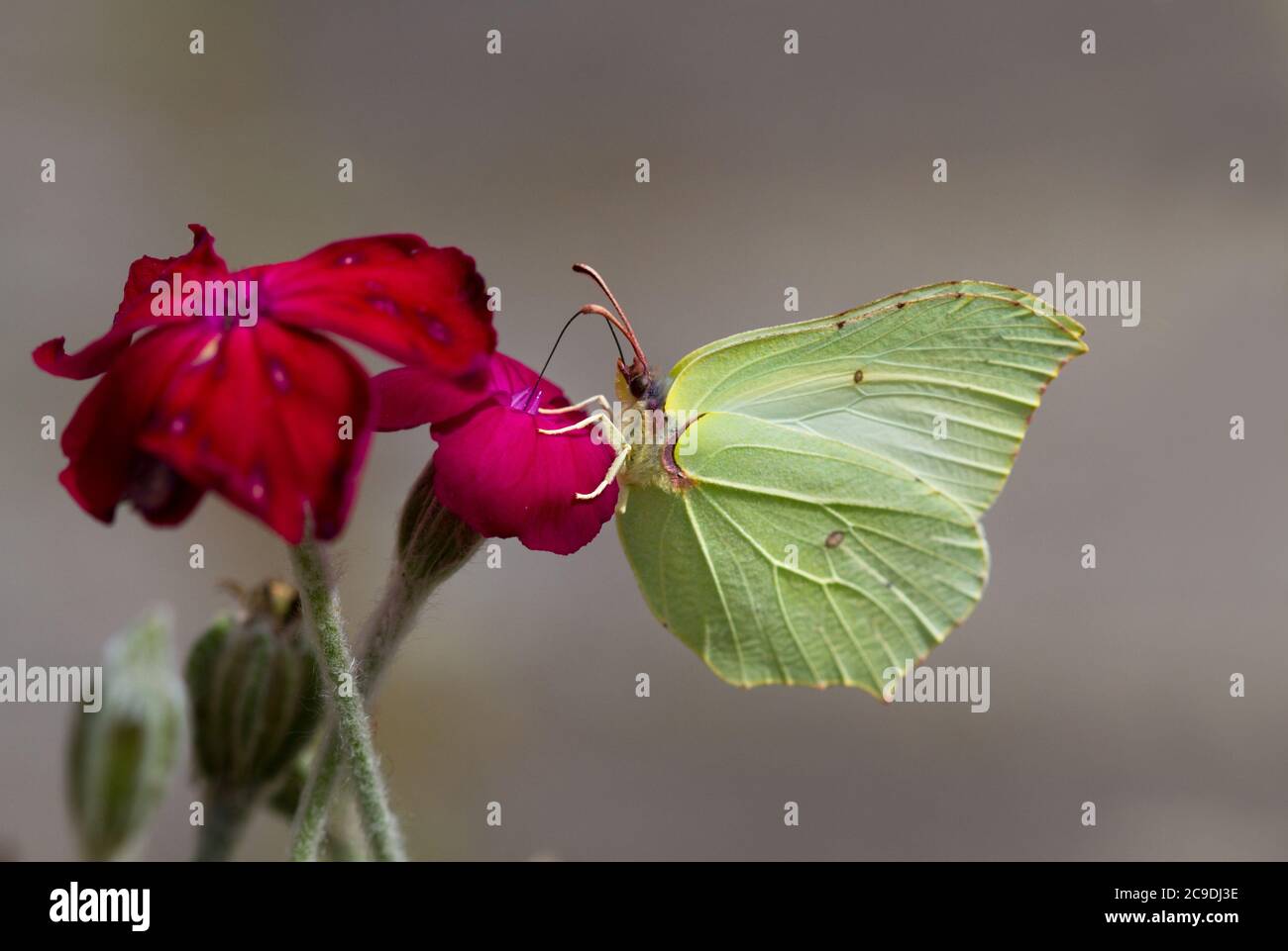 Common brimstone butterfly on the bright magenta flower of Rose campion Stock Photo