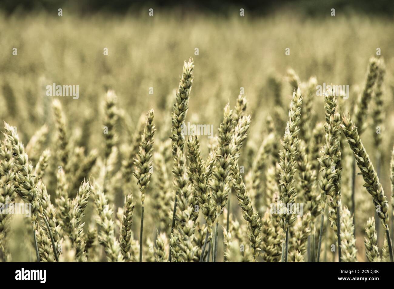 The rye green growing in the field. Rye ear close up. Secale cereale. Poaceae Family. Stock Photo