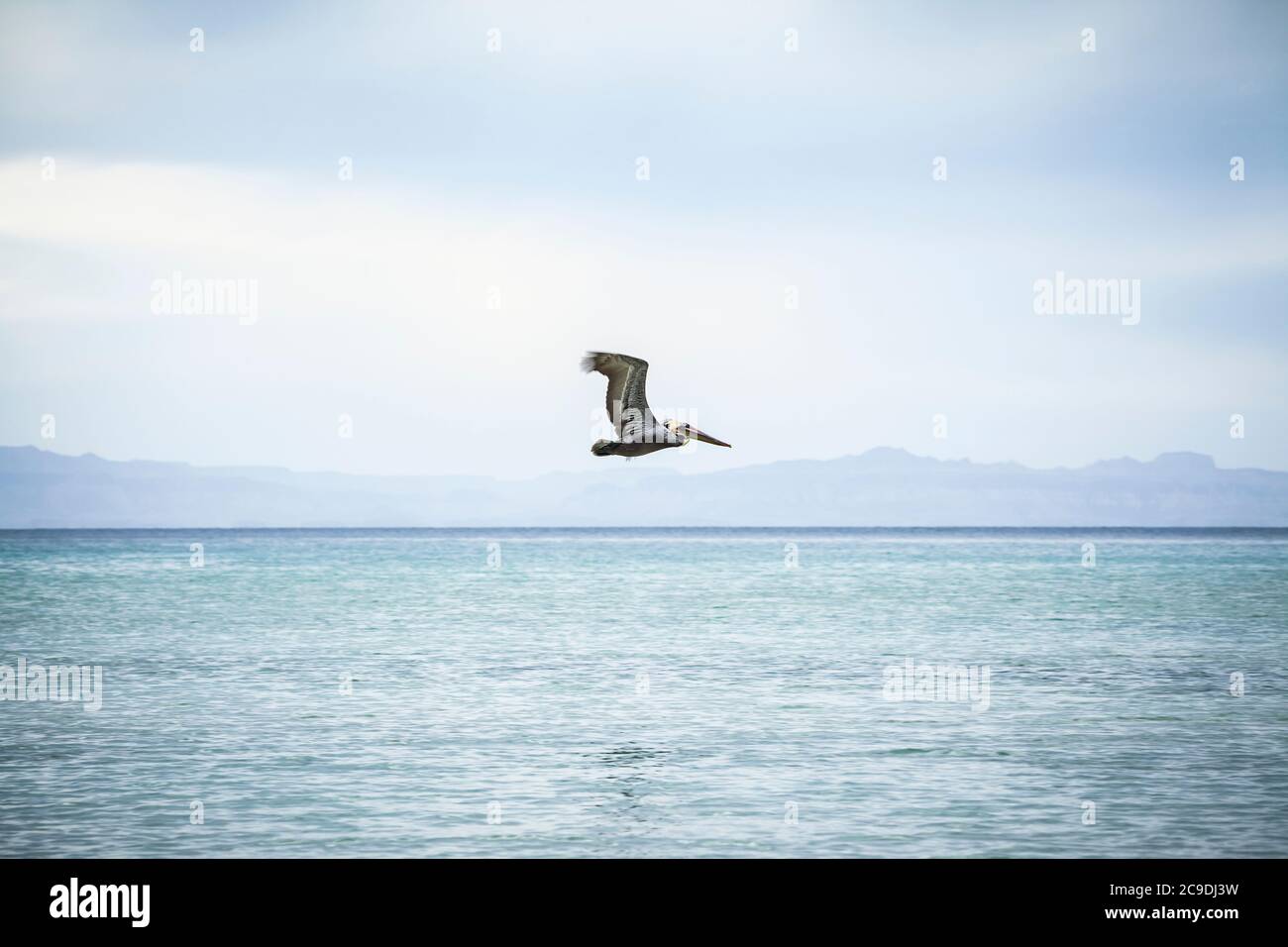 A solitary Brown Pelican flying off the coast of Isla Espirito Santo, Gulf of California with the mainland Baja in the distance, BCS, Mexico. Stock Photo