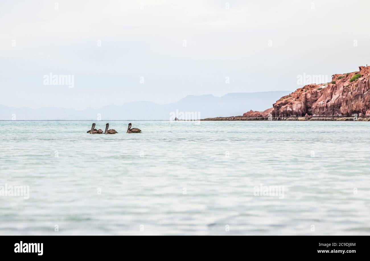 3 Brown Pelicans floating in the water, Isla Espirito Santo in the Gulf of California on an overcast January afternoon, BCS Mexico. Stock Photo