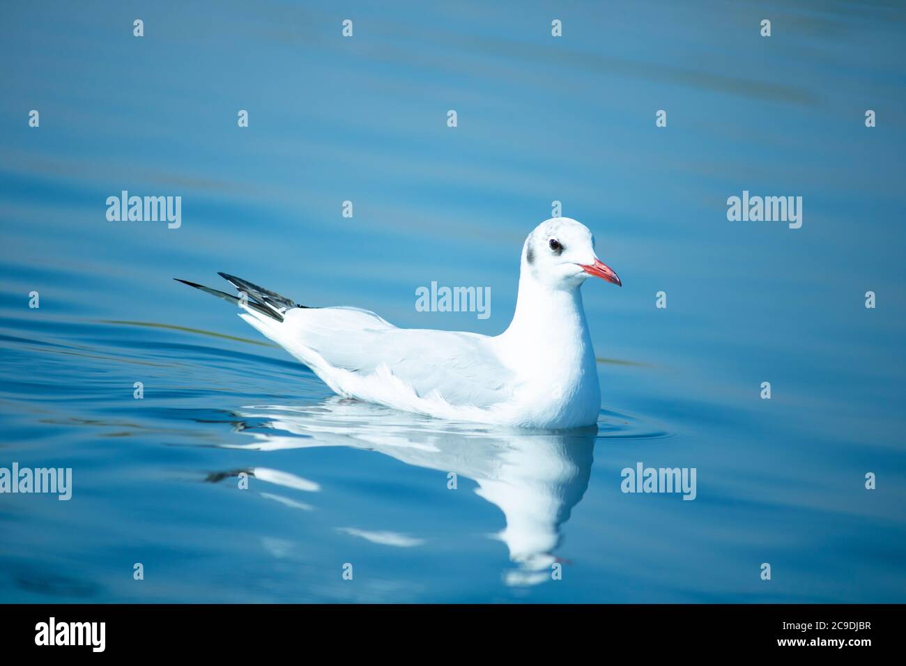 Seagull Swimming on the Water Stock Photo