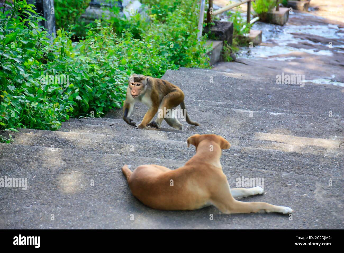 dog watches the passing monkey Stock Photo