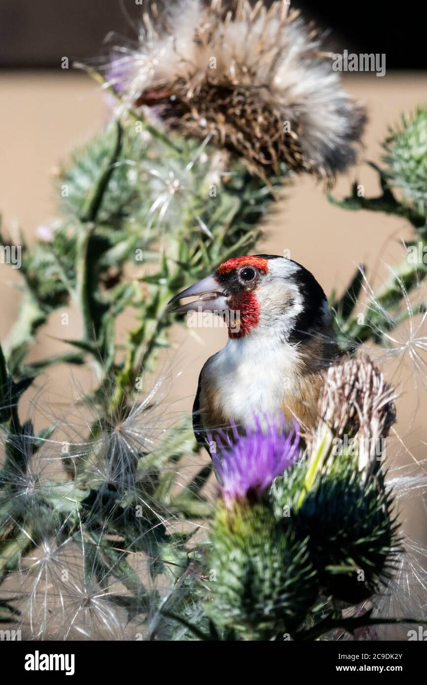 Goldfinch, Carduelis carduelis, feeding on a large thistle by pecking out the seeds. Stock Photo