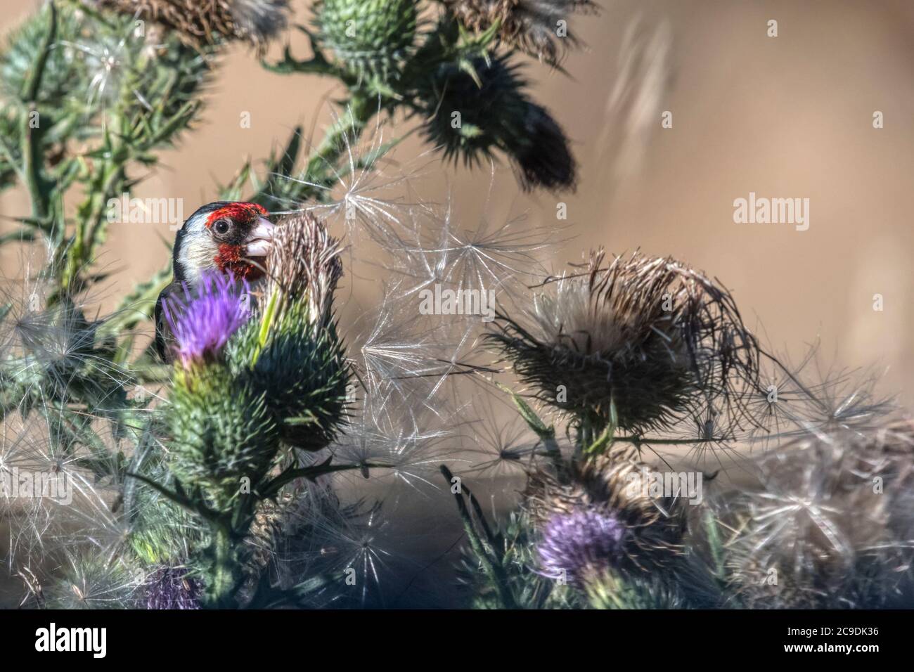 Goldfinch, Carduelis carduelis, feeding on a large thistle by pecking out the seeds. Stock Photo