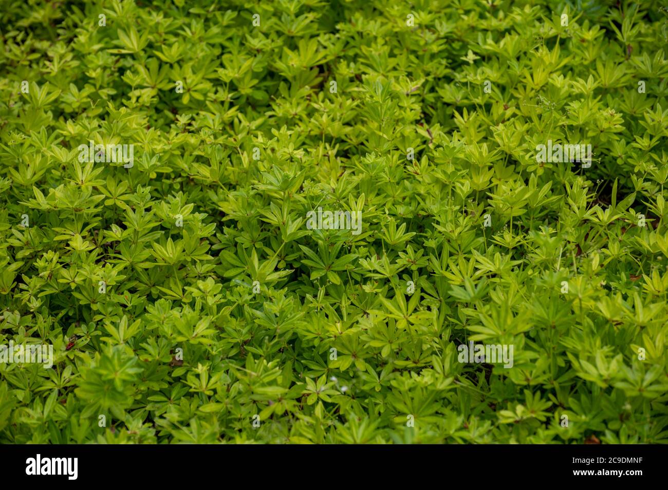 Botanical collection of medicinal plants and edible herbs, Asperula or Galium odoratum or sweetscented bedstraw plant in summer Stock Photo