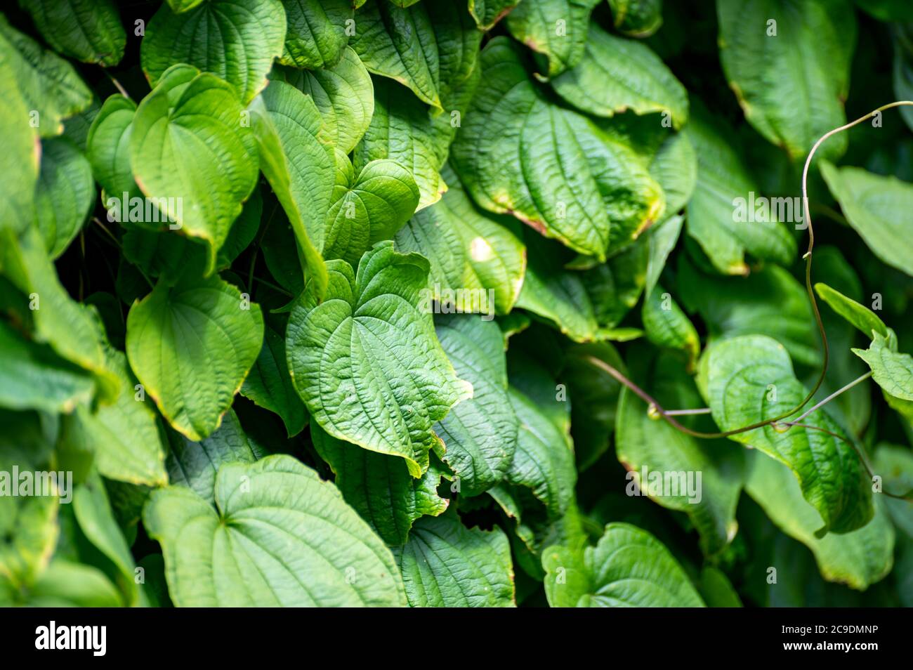 Botanical collection of climbing or medicinal plants, Dioscorea communis or Tamus communis, black bryony, lady's-seal or black bindweed plant in summe Stock Photo