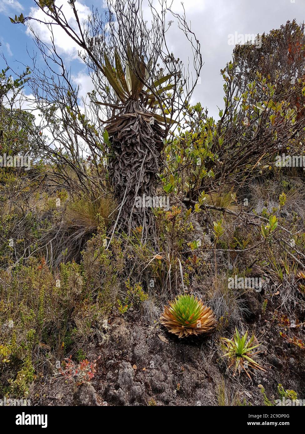 vegetation scenery at the Chingaza National Natural Park in Colombia Stock Photo