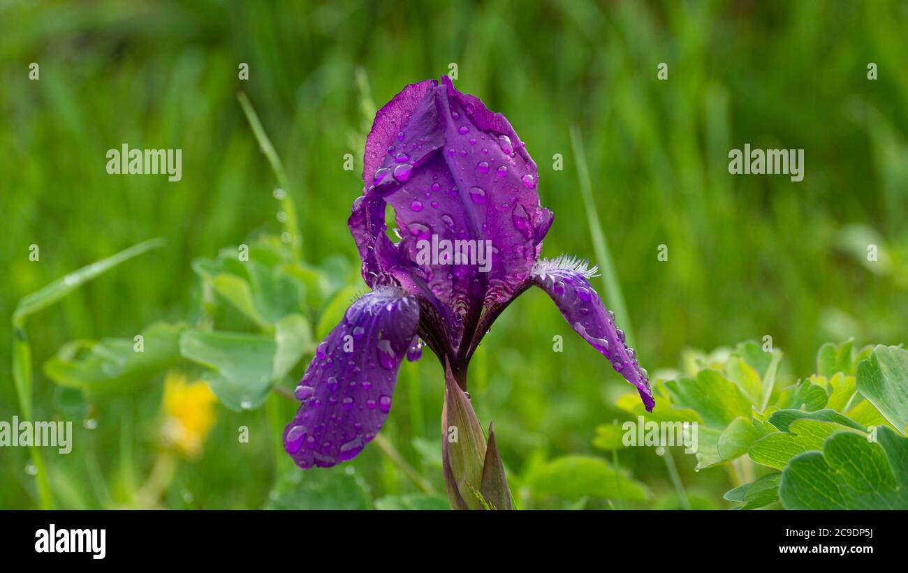 Spring iris (Moraea sisyrinchium) grows in a meadow Stock Photo