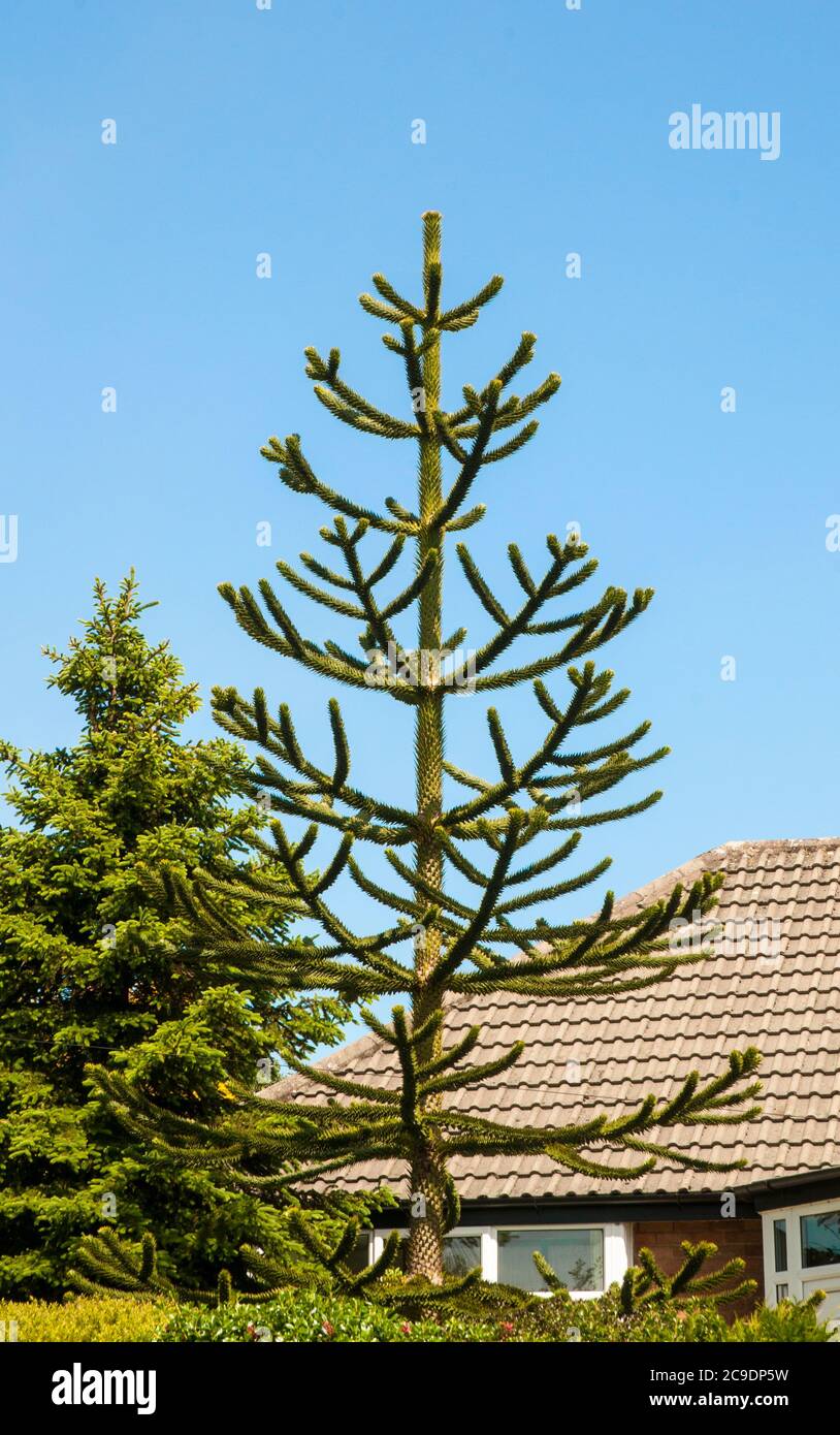 Monkey Puzzle tree Araucaria araucana growing in the front garden of a house  Other names include Monkey tail tree and Chilean Pine Stock Photo
