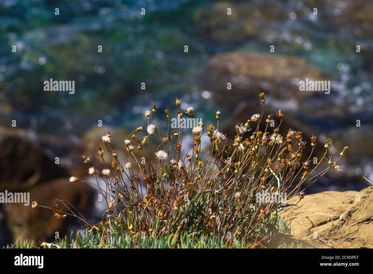 Luxury yellow flowers hi-res stock photography and images - Alamy